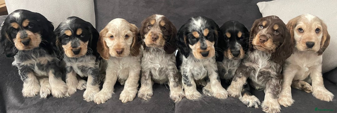Cocker Spaniel dogs for stud: Beautiful show chocolate roan & tan dog for stud  in March - Image 14