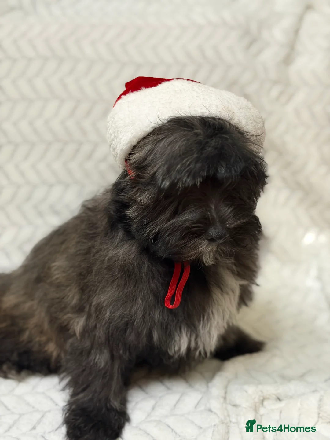 Mixed Breed dogs for sale: 🐾🐾 F1 Bb Maltipoo Puppies Boys and Girls 🐾🐾 - Advert 20