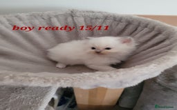 Ragdoll cats for sale: 3 Ragdoll kittens 15th November  - Image 3