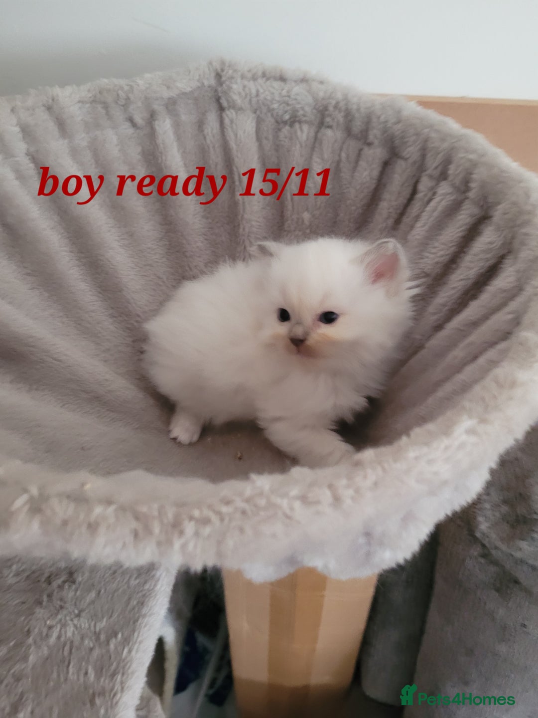 Ragdoll cats for sale: 3 Ragdoll kittens 15th November  - Image 3