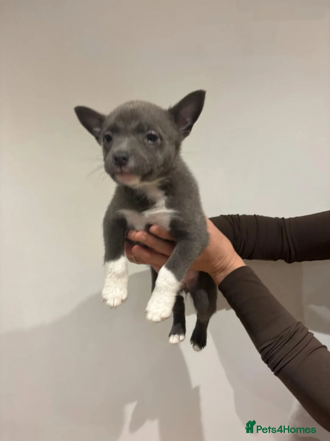 Mixed Breed dogs for sale: Pomeranian X American Pocket Bully - Advert 2
