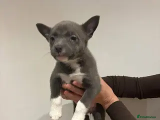 Mixed Breed dogs Pomeranian X Pocket Bully - Advert 6