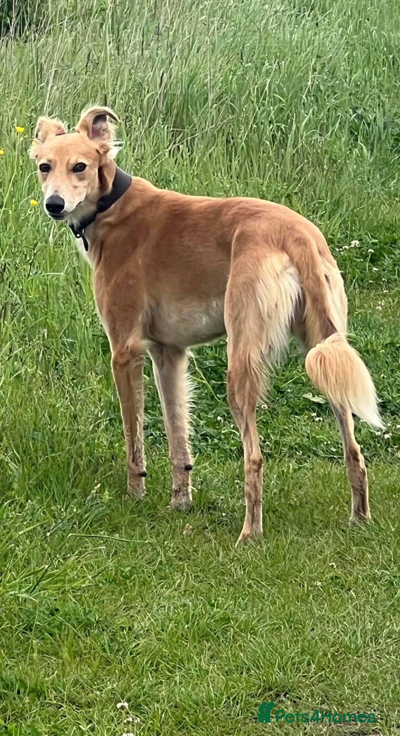 Saluki dogs Saluki boy for sale  - Advert 1