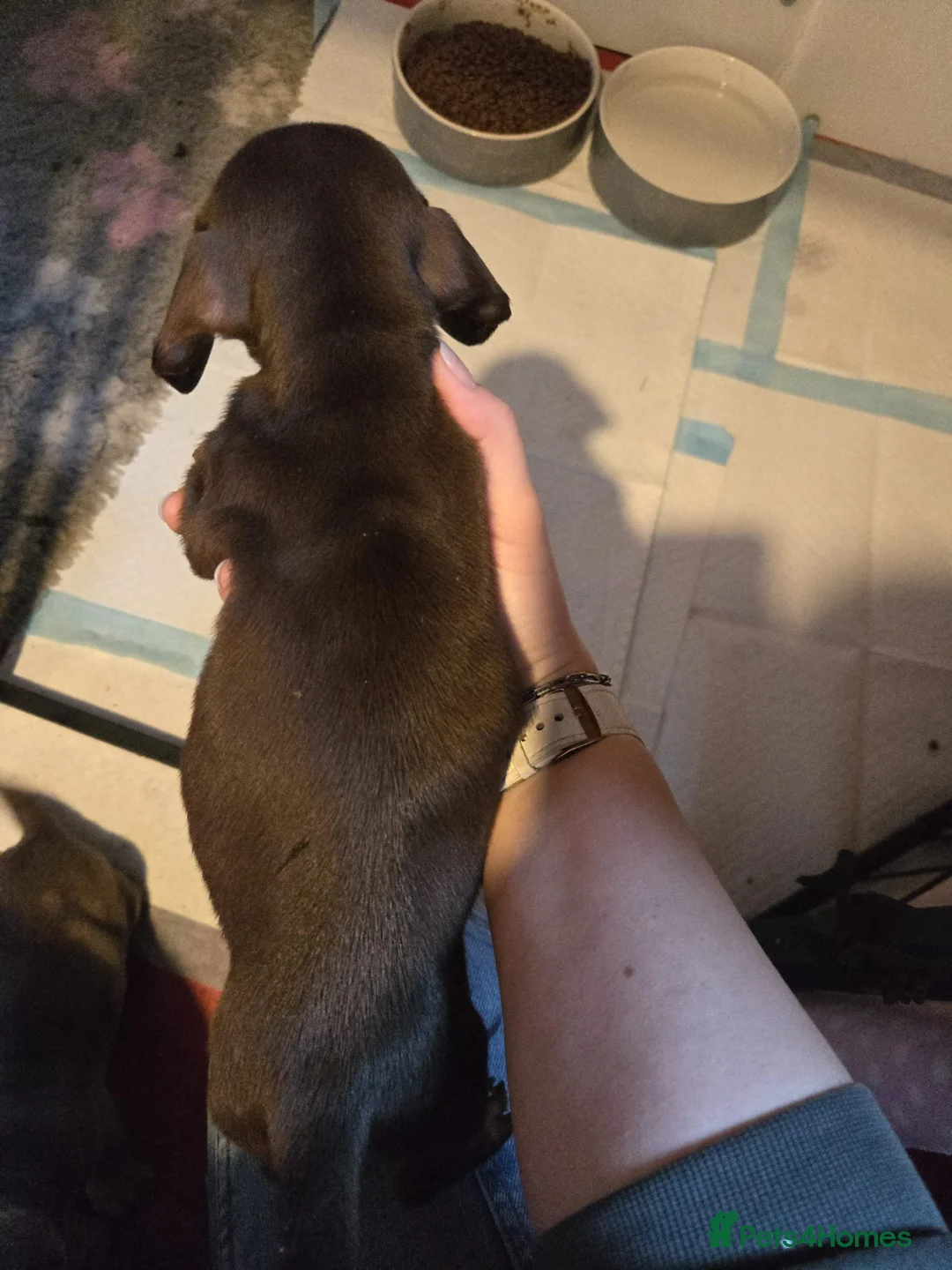 Miniature Dachshund dogs for sale: Stunning miniature dachshund pups - Advert 14