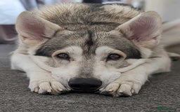 Northern Inuit dogs for sale: Northern Inuit Litter Planned 2026 in Falkirk - Image 8