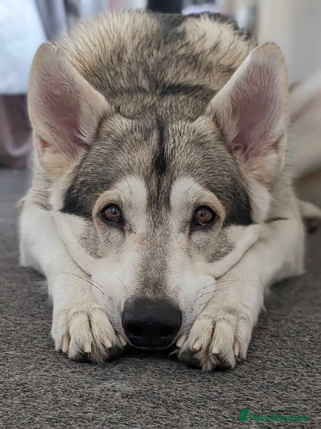 Northern Inuit dogs for sale: Northern Inuit Litter Planned 2026 in Falkirk - Image 8