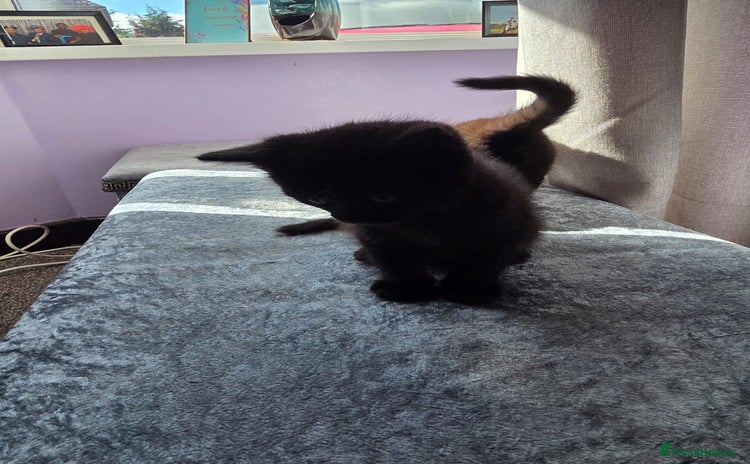 Domestic Shorthair cats - Advert 2