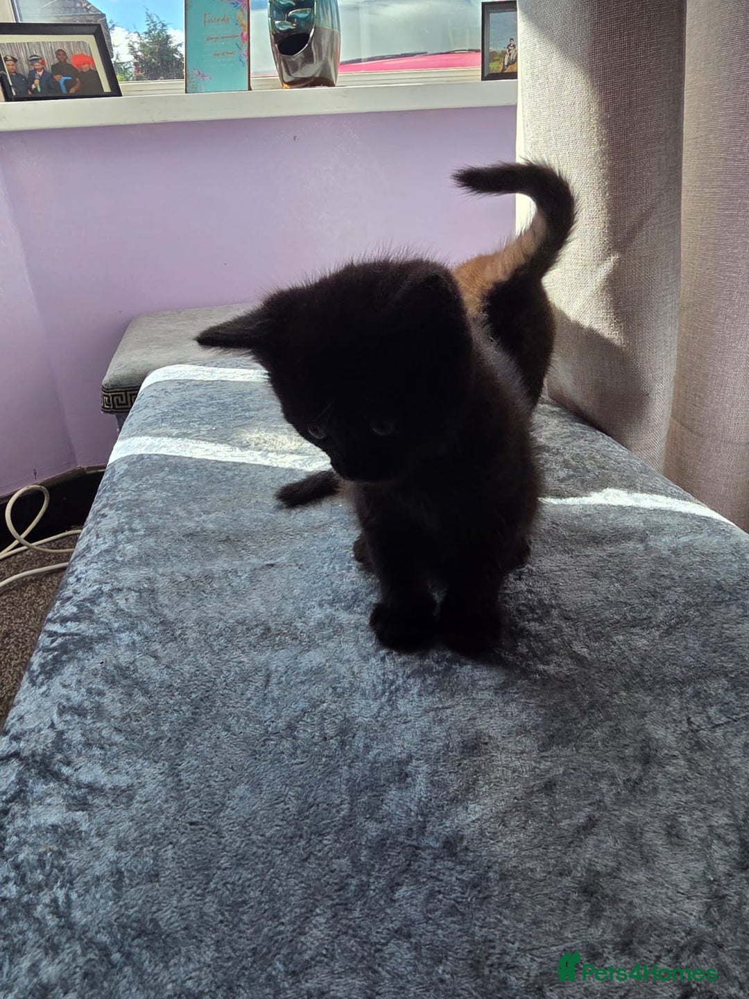 Domestic Shorthair cats for sale: Kittens - Image 1