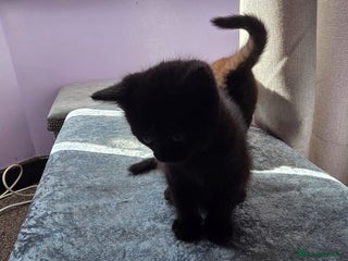 Domestic Shorthair cats - Advert 6