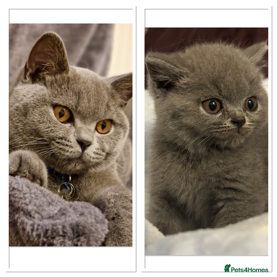 British Shorthair cats for sale: GCCF active mum and daughter blue BSH - Image 1