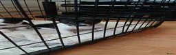 Jack Russell dogs for sale: Female jack russell pups  - Advert 6