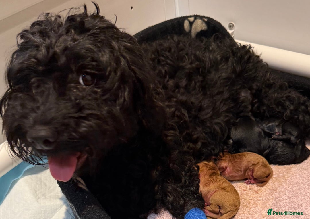 Mixed Breed dogs for sale: Cockapoo's - Image 5