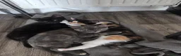 Mixed Breed cats for sale: 5 gorgeous kittens for sale - Advert 11