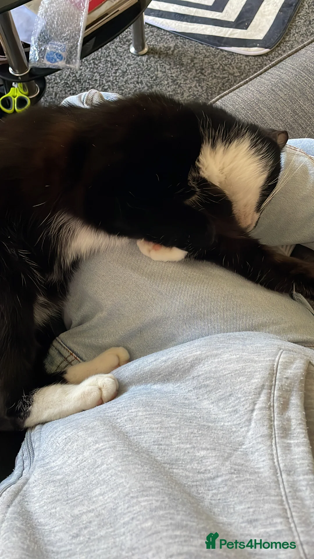 Mixed Breed cats for sale: For sale to a great home  in Derby - Advert 3