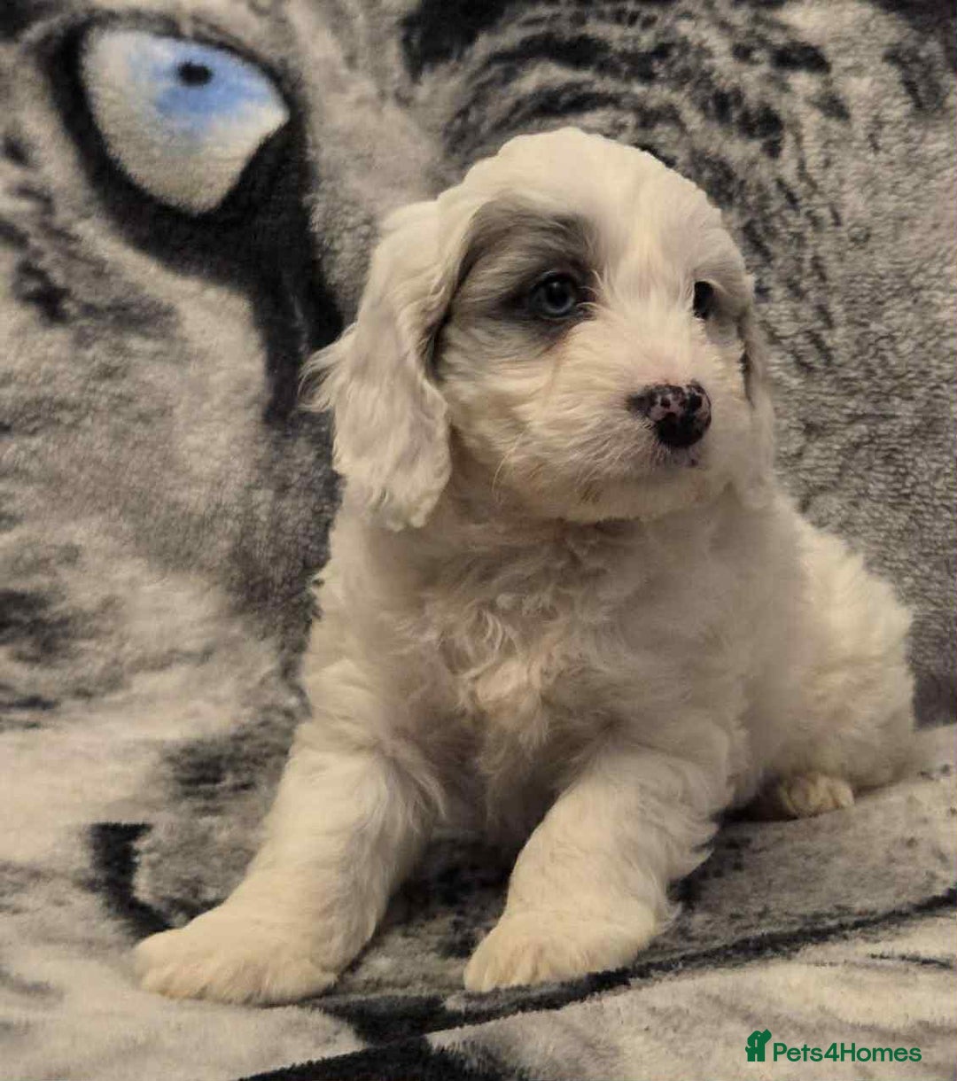 Cockapoo dogs for sale: F1 Merle cockerpoo  - Advert 6