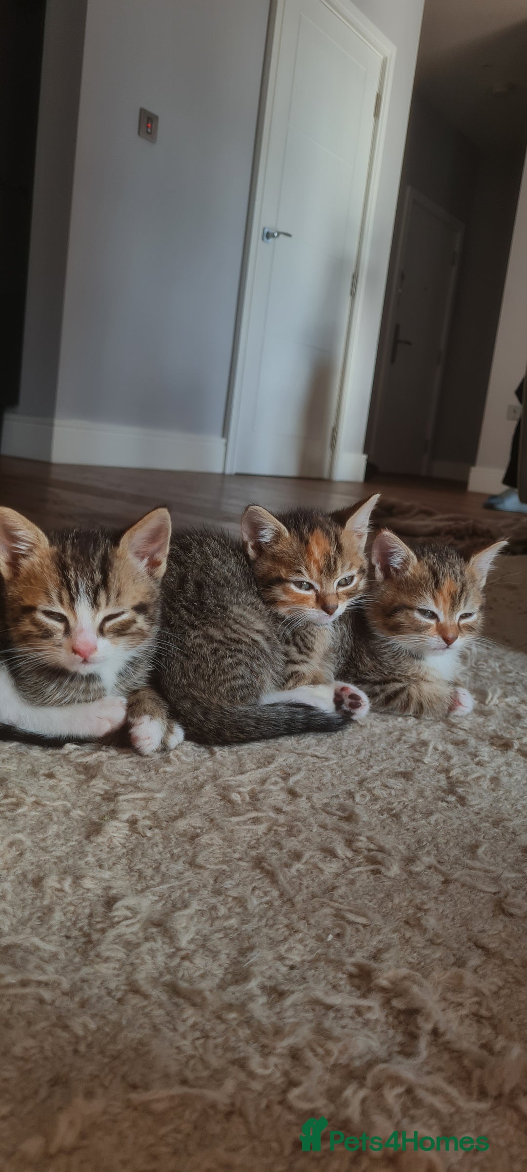 Mixed Breed cats for sale: 4 beautiful colourful coat kittens - Image 3