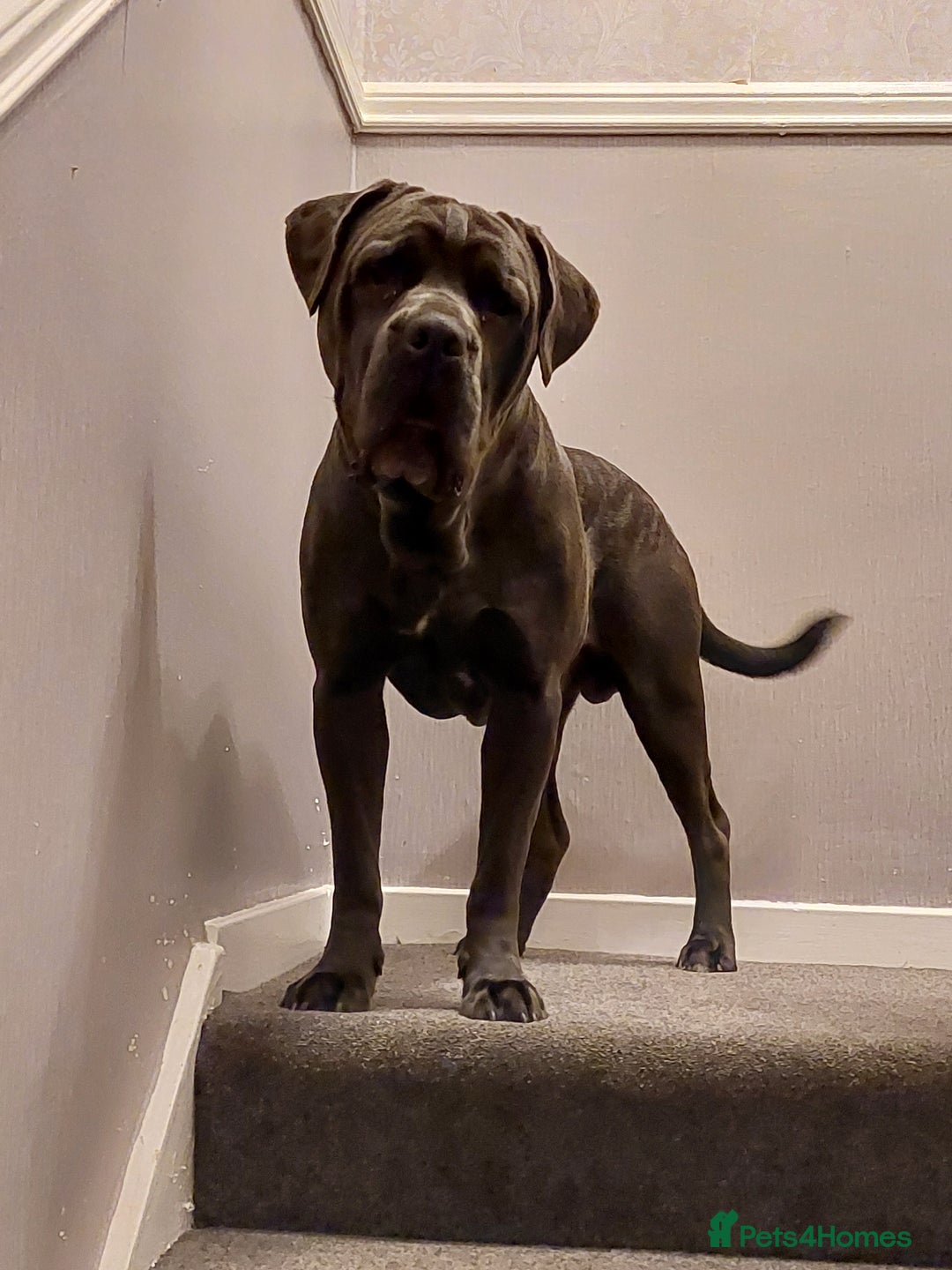 Mixed Breed dogs for sale: Cane Corso cross American bulldog puppy's  - Advert 25