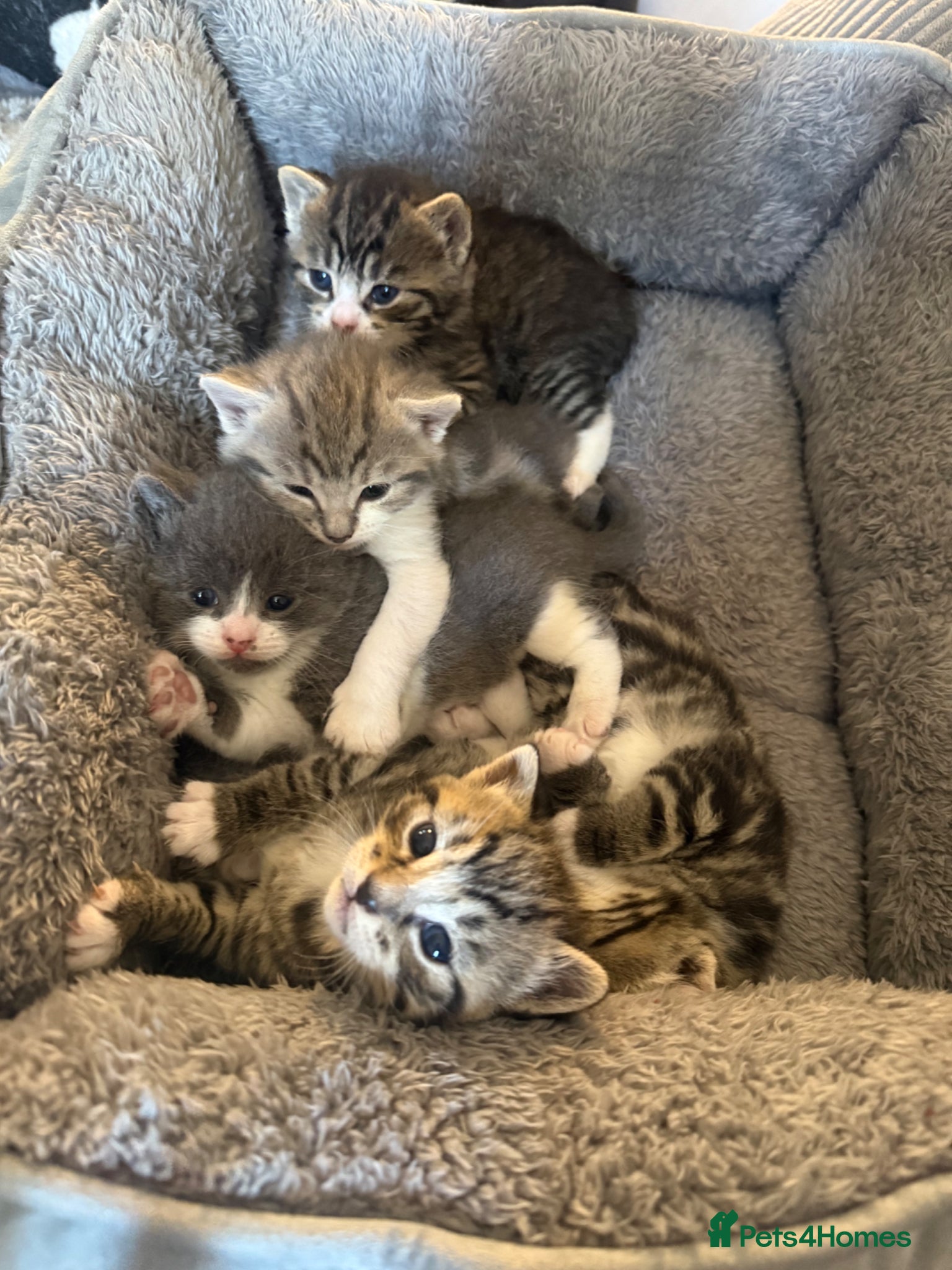 British Shorthair cats Bsh cross kitten - Advert 5