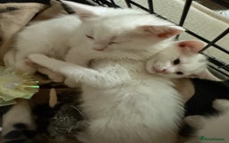 Ragdoll cats for sale: Maine Coon Mum & 2Kittens Looking for aLoving Home - Image 6