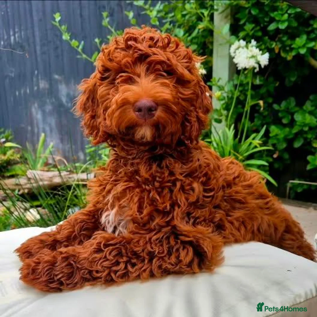Irish Doodle dogs for sale: 👑Finest Quality Deepest Red Irish Doodles👑 - Advert 2