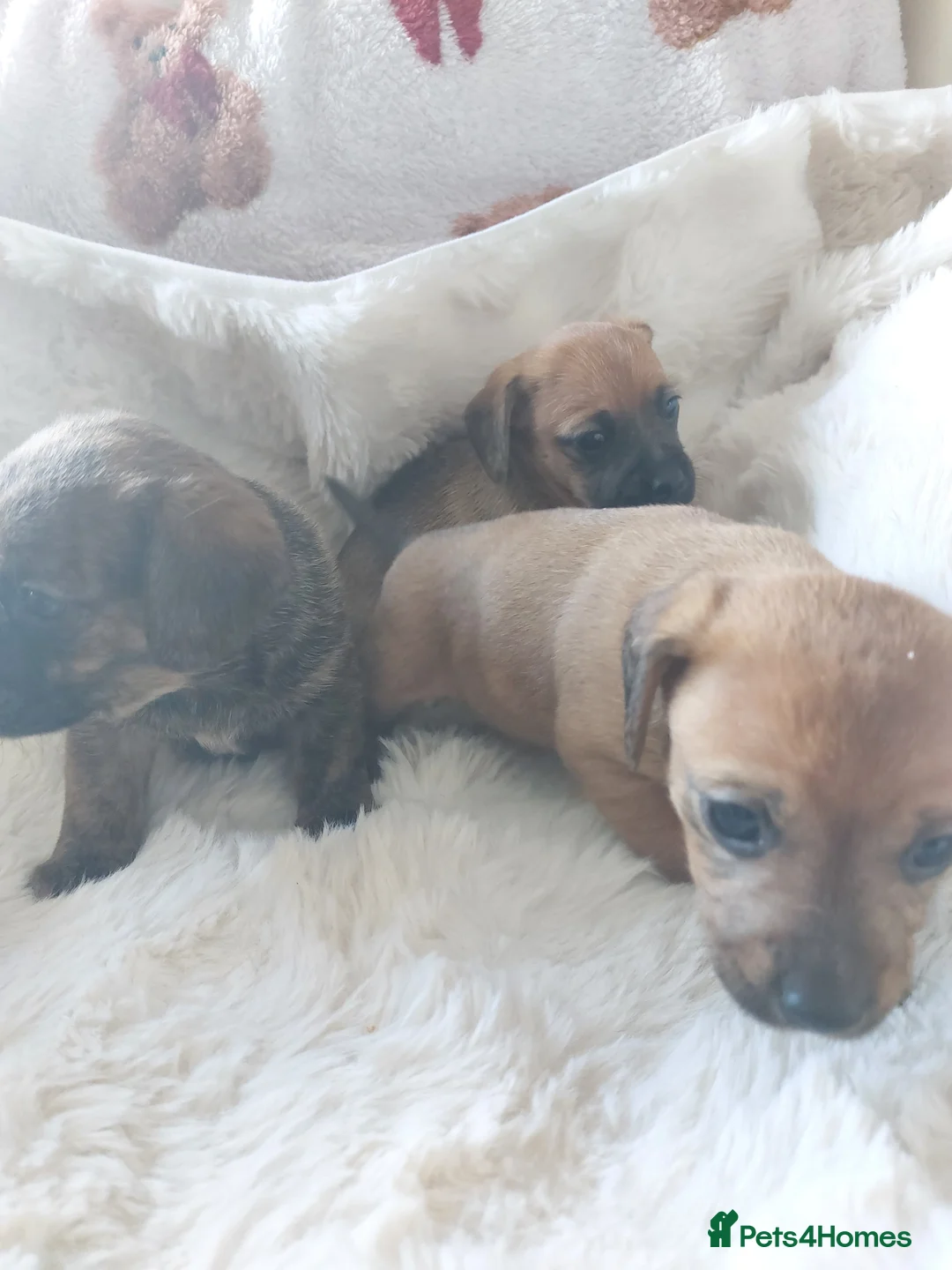 Mixed Breed dogs for sale: Dachsund  - Advert 2