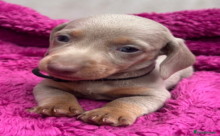 Dachshund dogs - Advert 2