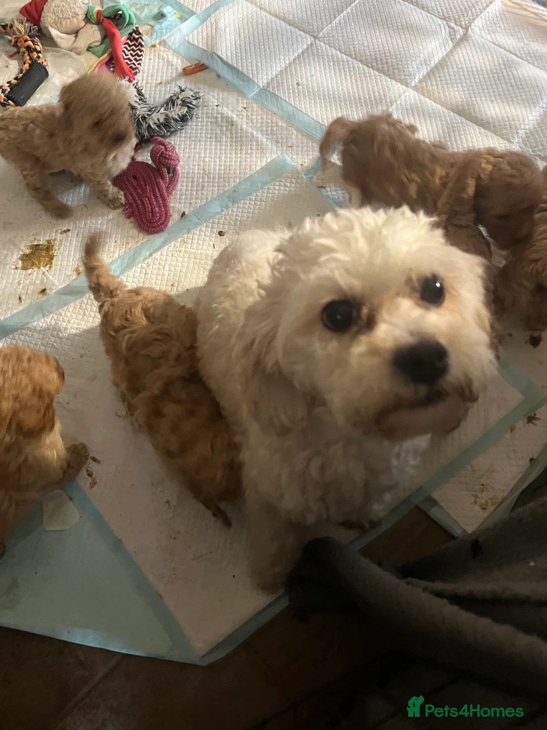 Cavapoochon dogs for sale: Cavapoochon p - Advert 10