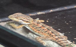 Bearded Dragon reptiles for sale: Bearded dragon babies available now  - Image 2