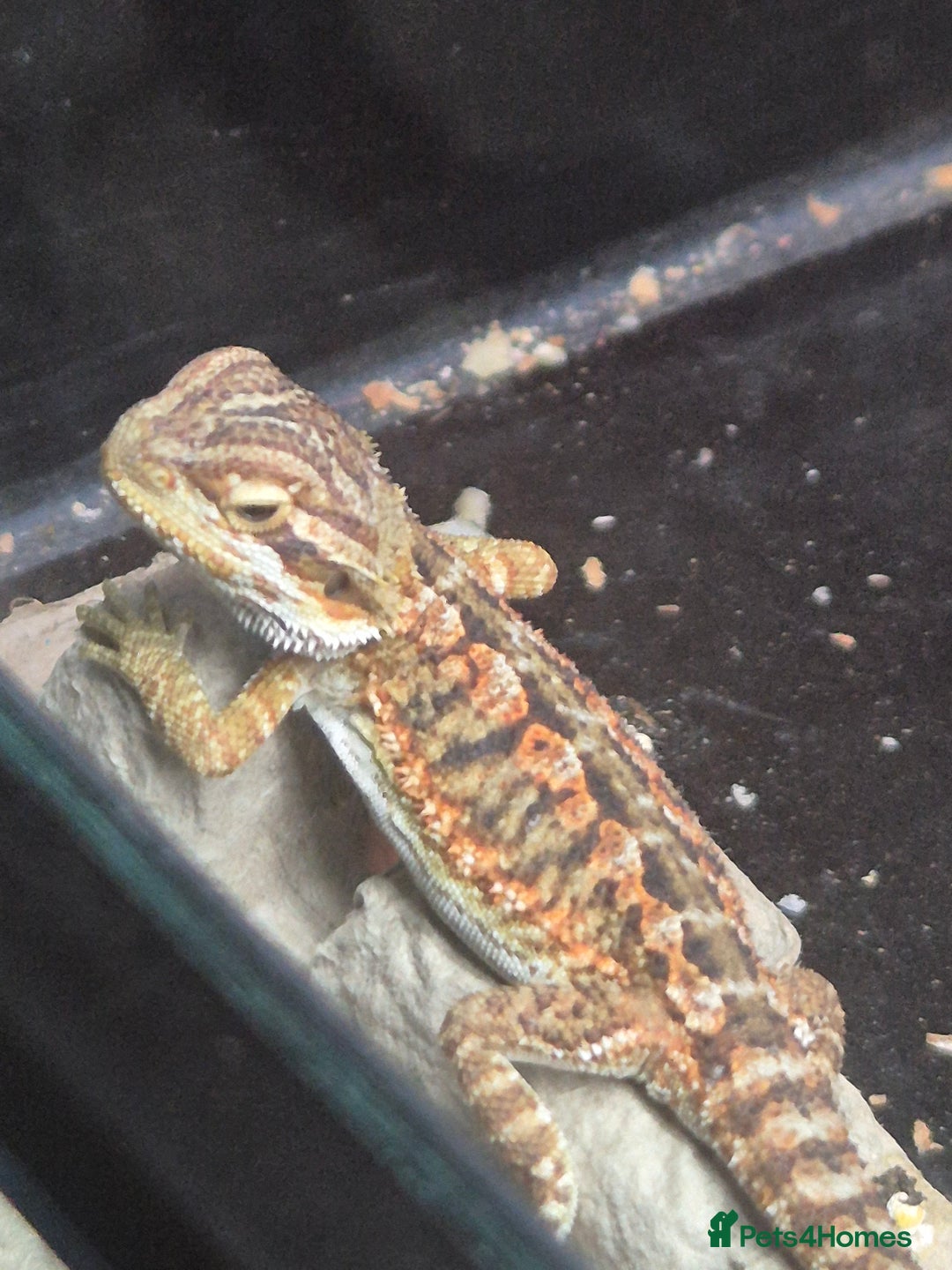 Bearded Dragon reptiles for sale: Bearded dragon babies available now  - Image 2