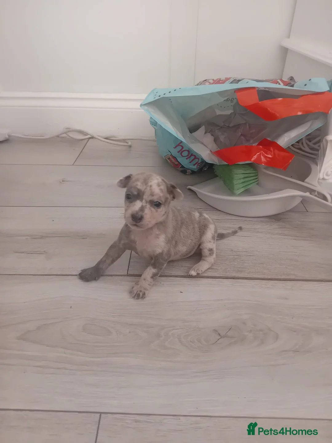 Chihuahua dogs for sale: Chuiahuia puppies 3 weeks old  - Advert 26