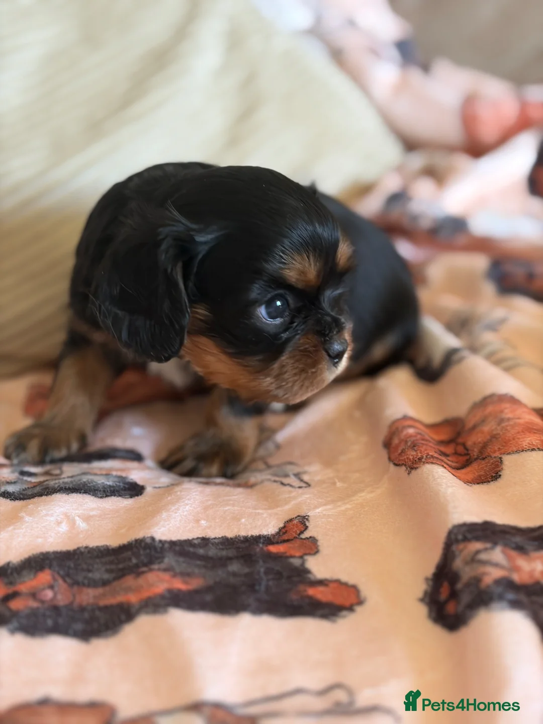 Cavalier King Charles Spaniel dogs for sale: Beautiful KC Reg Cavalier King Charles Girl  - Advert 2