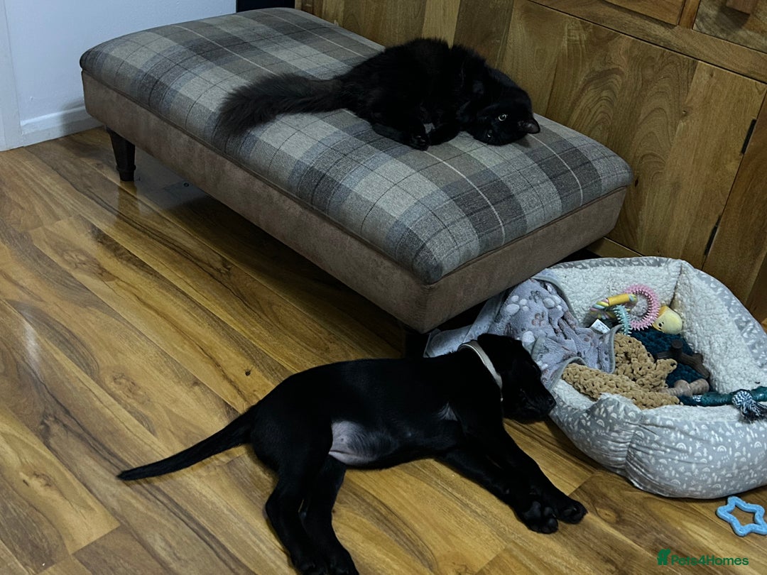 Labrador Retriever dogs for sale: Female Labrador puppy  - Advert 4