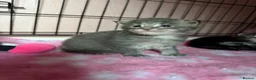 Maine Coon cats for sale: Stunning Maine coon kittens  - Advert 30