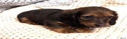 Dachshund dogs for sale: LONG HAIRED DACHSHUND PUPPIES - Advert 4