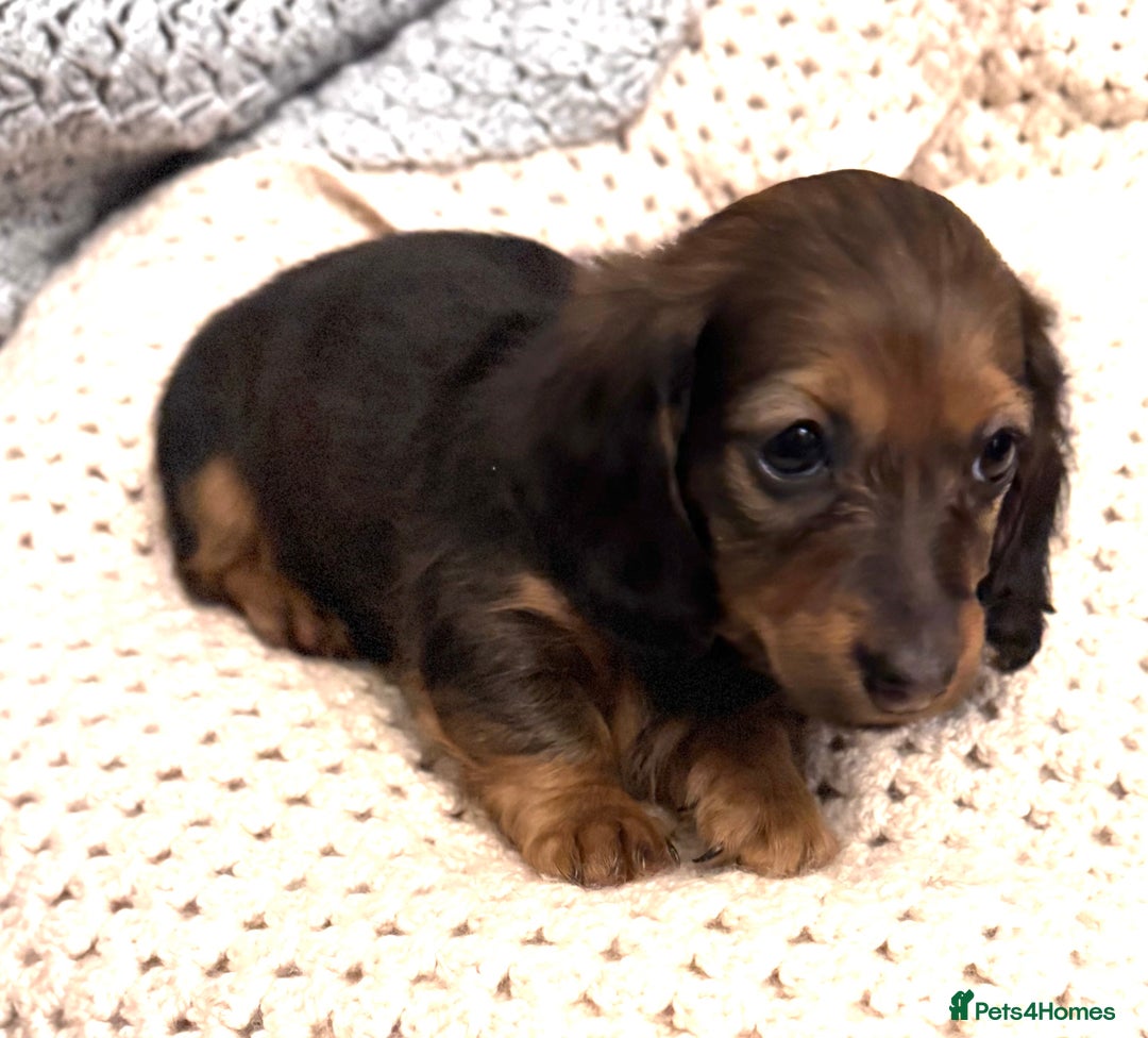 Dachshund dogs for sale: LONG HAIRED DACHSHUND PUPPIES - Advert 4