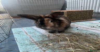 Lionhead rabbits Rehome: Friendly, cute, healthy, lionhead (spade) - Advert 8