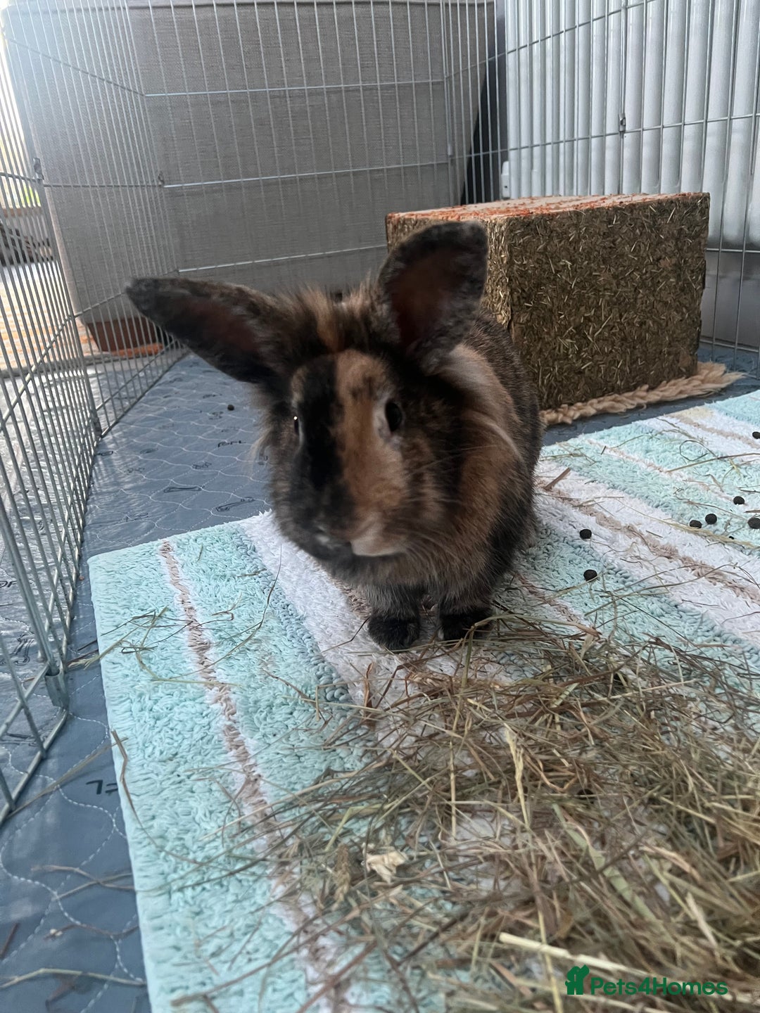 Lionhead rabbits for sale: Rehome: Friendly, cute, healthy, lionhead (spade) - Advert 2