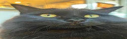 Mixed Breed cats for sale: Rehoming needed in Portsmouth - Advert 5