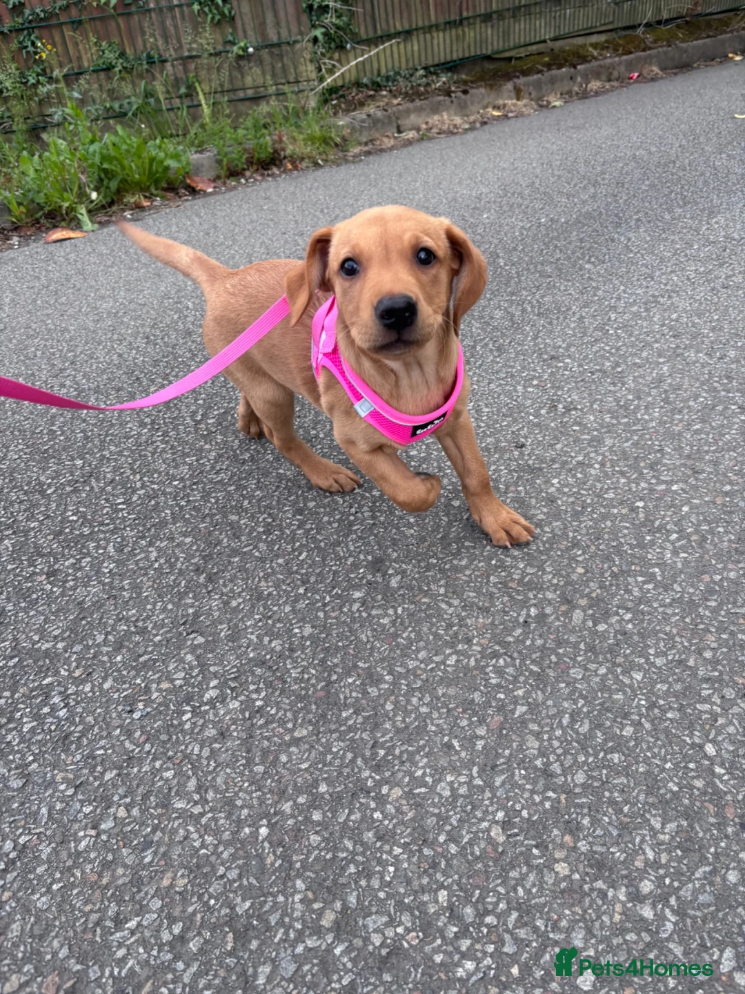 Labrador Retriever dogs for sale: Beautiful female Labrador puppy - last one left - Advert 2