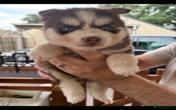 Pomsky dogs for sale: Champion bloodline f4 pomskys - Image 7