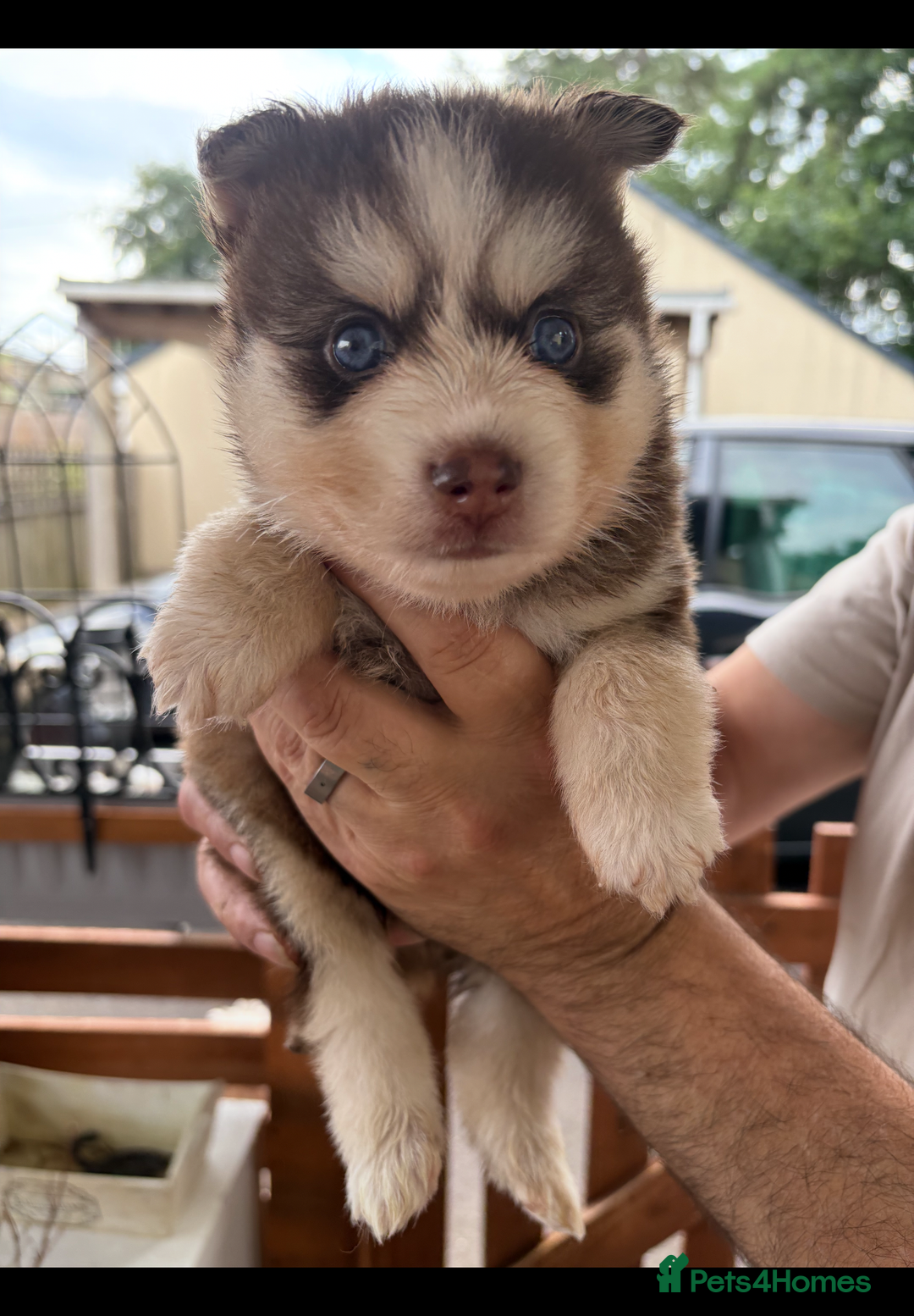 Pomsky dogs for sale: Champion bloodline f4 pomskys - Image 7