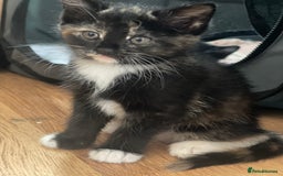 Domestic Shorthair cats for sale: Adorable Kittens for sale - 1 male and 1 female - Image 3