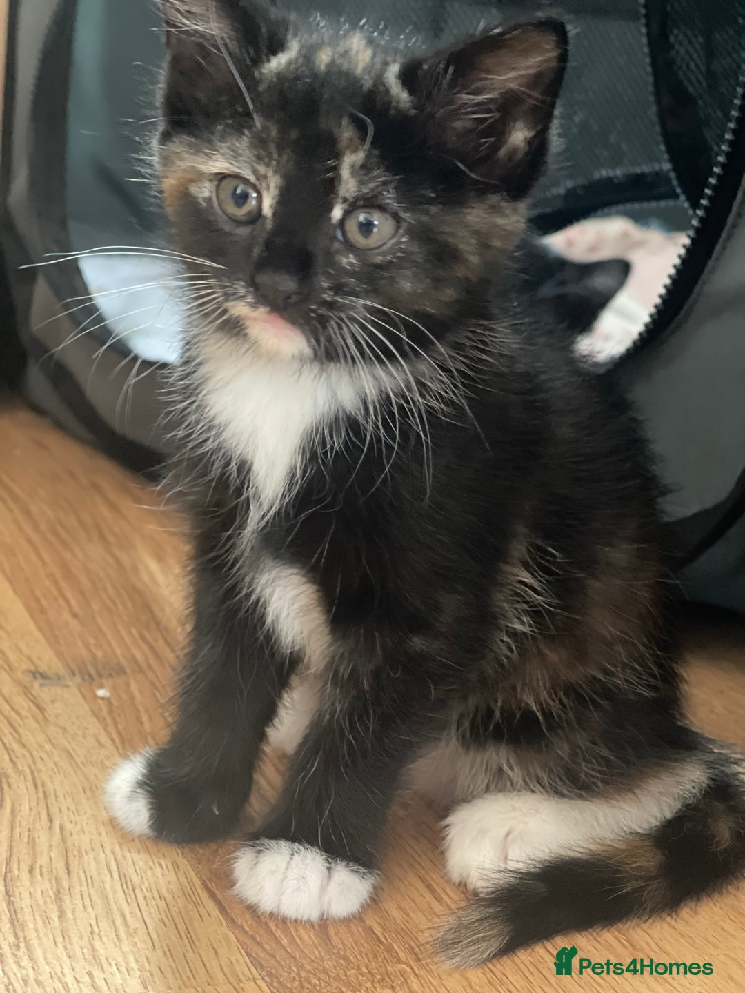 Domestic Shorthair cats for sale: Adorable Kittens for sale - 1 male and 1 female - Image 3