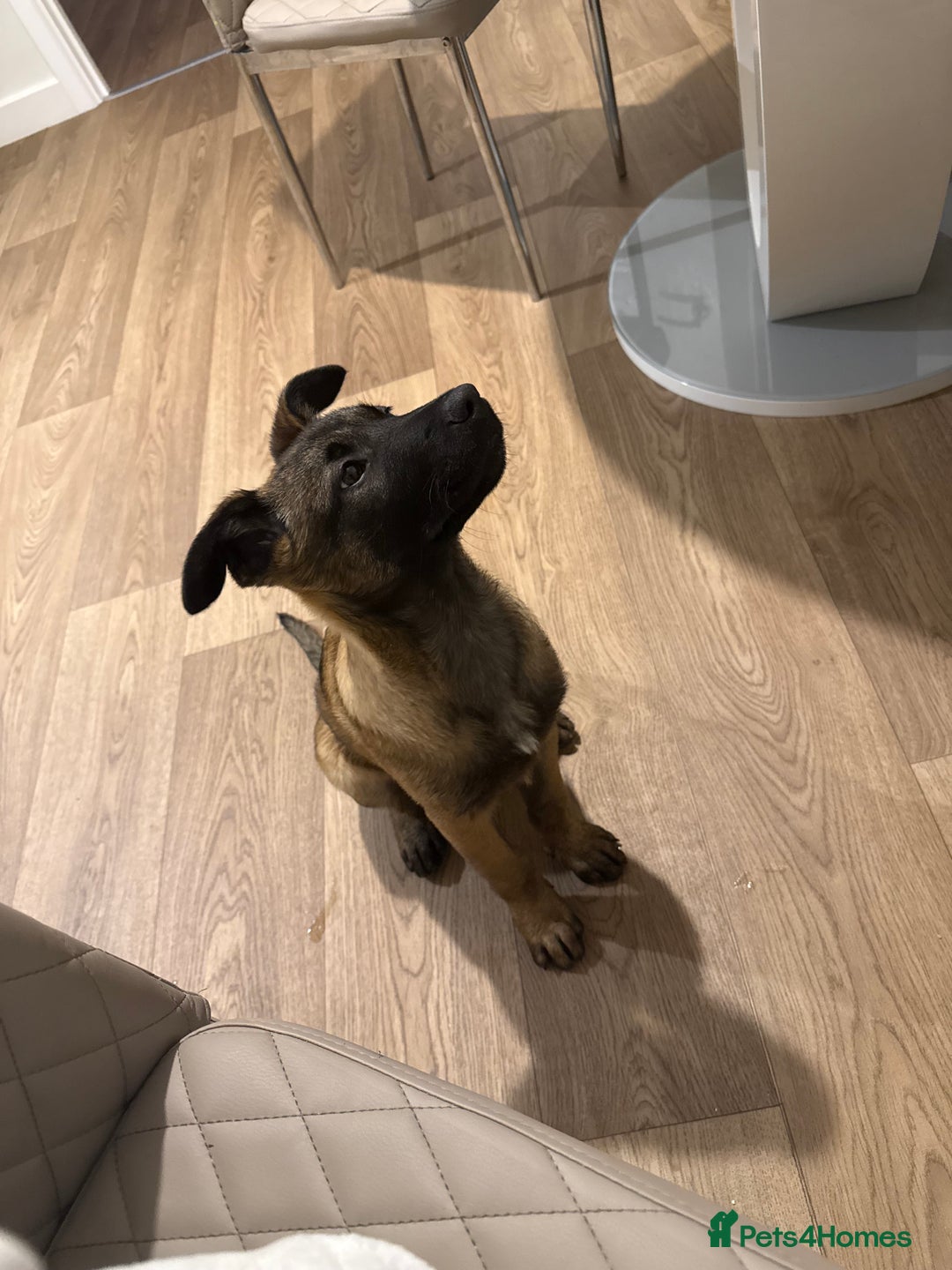 Belgian Shepherd Dog dogs for sale: Belgian mallinois needing a new home - Image 4