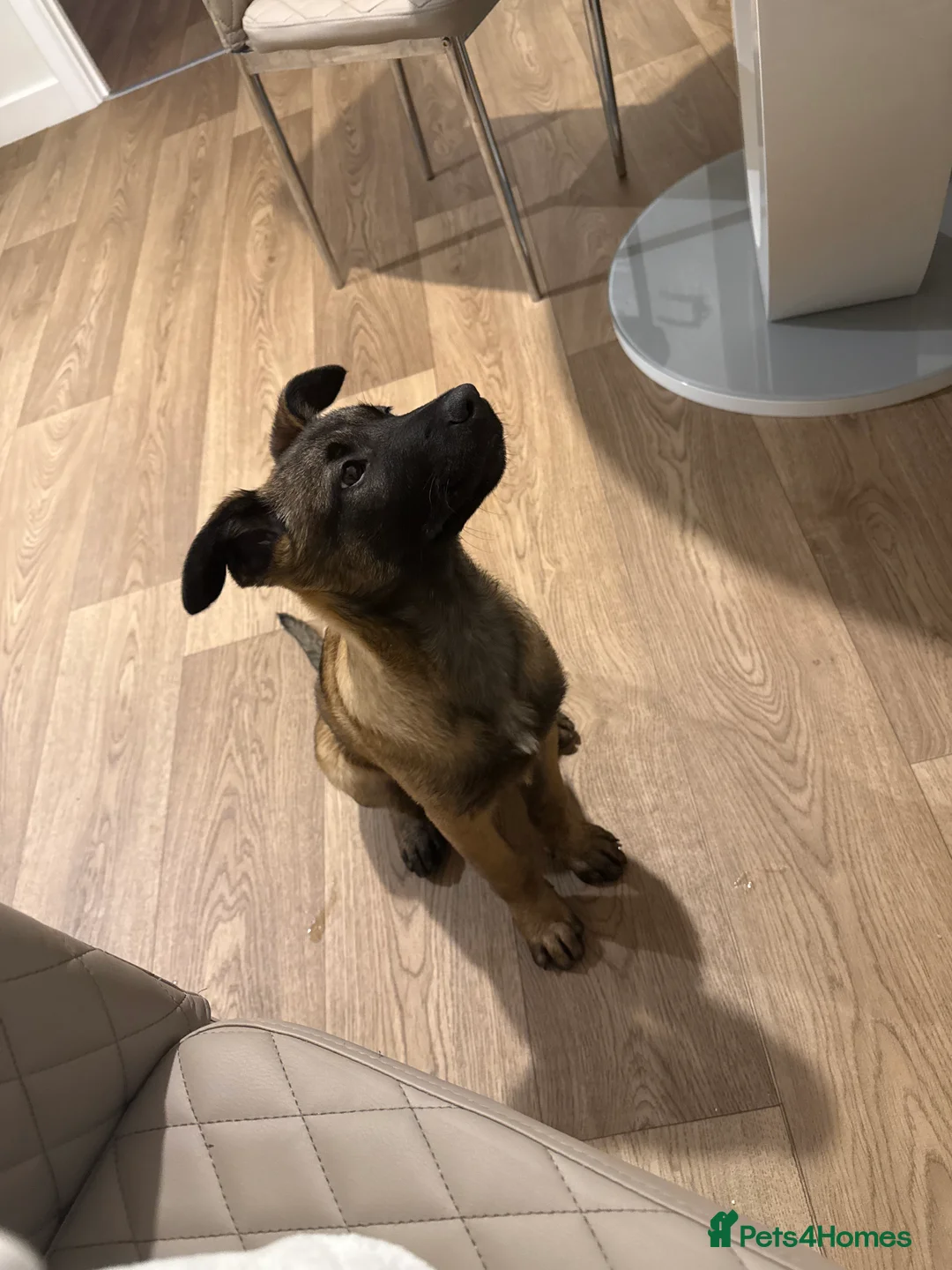 Belgian Shepherd Dog dogs for sale: Belgian mallinois needing a new home - Advert 4