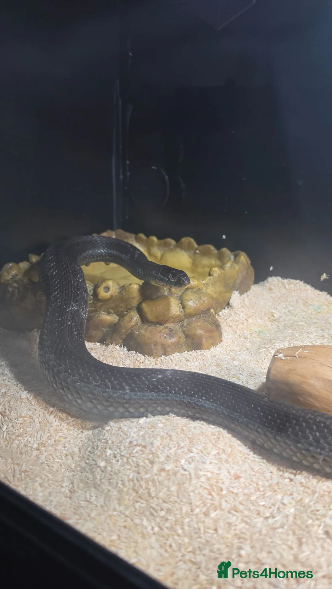 Garter Snake reptiles for sale: 2 garter snakes  in Sheffield - Advert 2