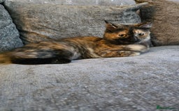 Ragdoll cats for sale: Half ragdoll cat, 1 year old called cookie!! - Image 1