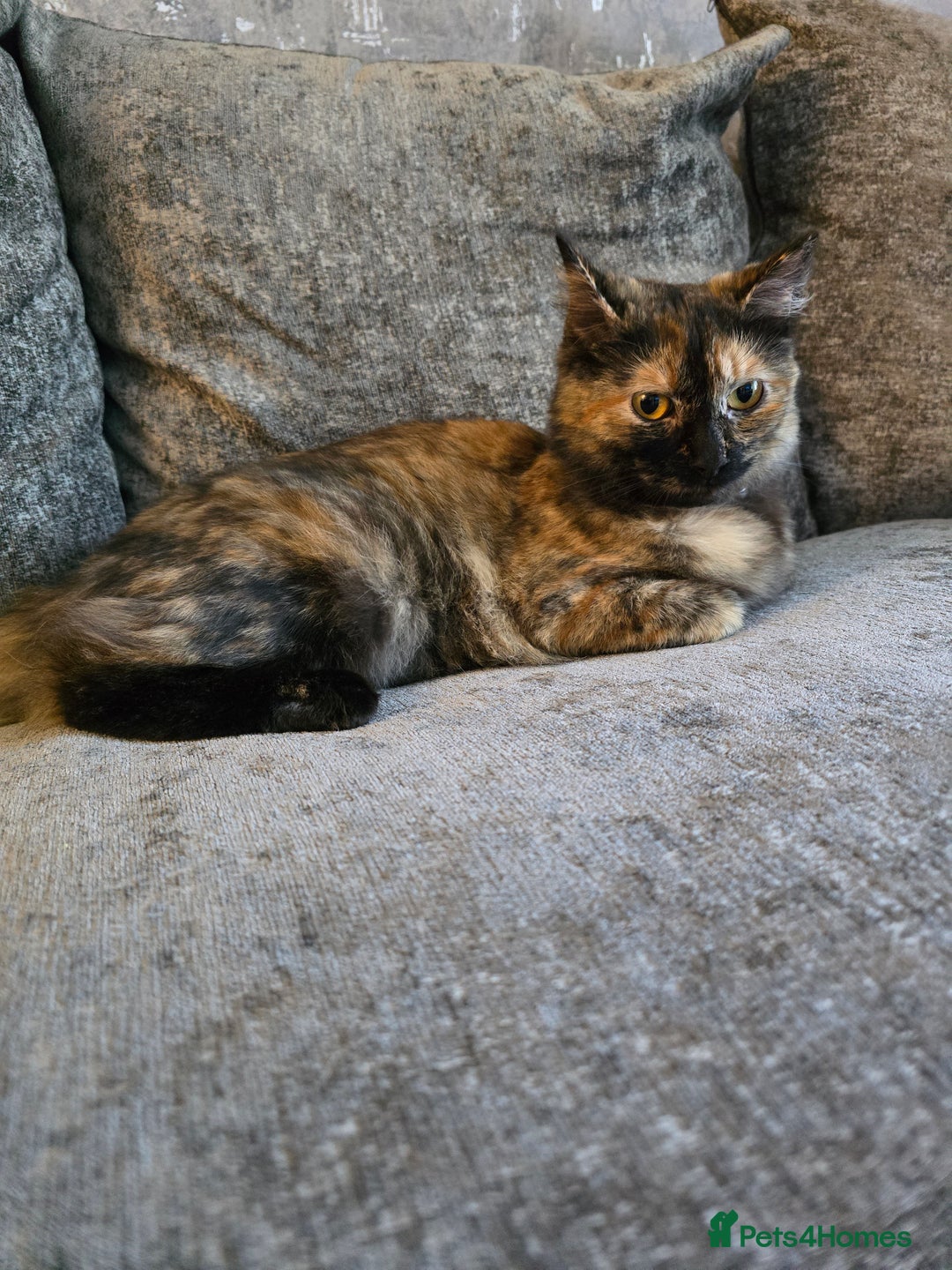 Ragdoll cats for sale: Half ragdoll cat, 1 year old called cookie!! - Image 1