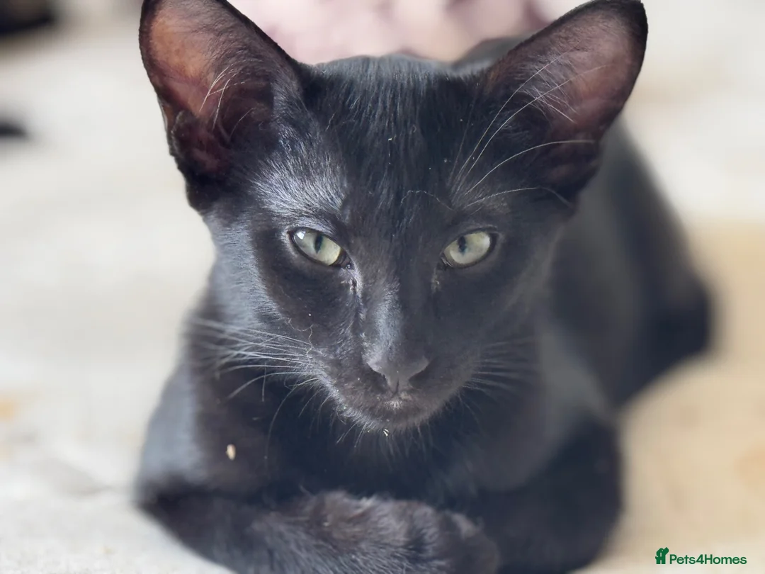 Mixed Breed cats for sale: Oriental Kittens for sale, Ready NOW, 4 left - Advert 2