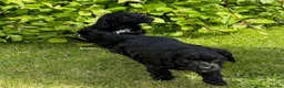 Sproodle dogs for sale: ADORABLE SPROODLE PUPPIES - Advert 6
